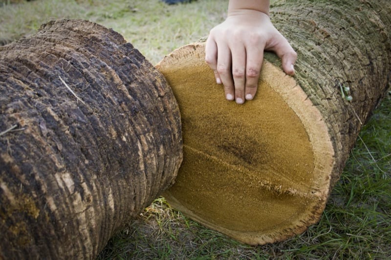 Palm tree cross section