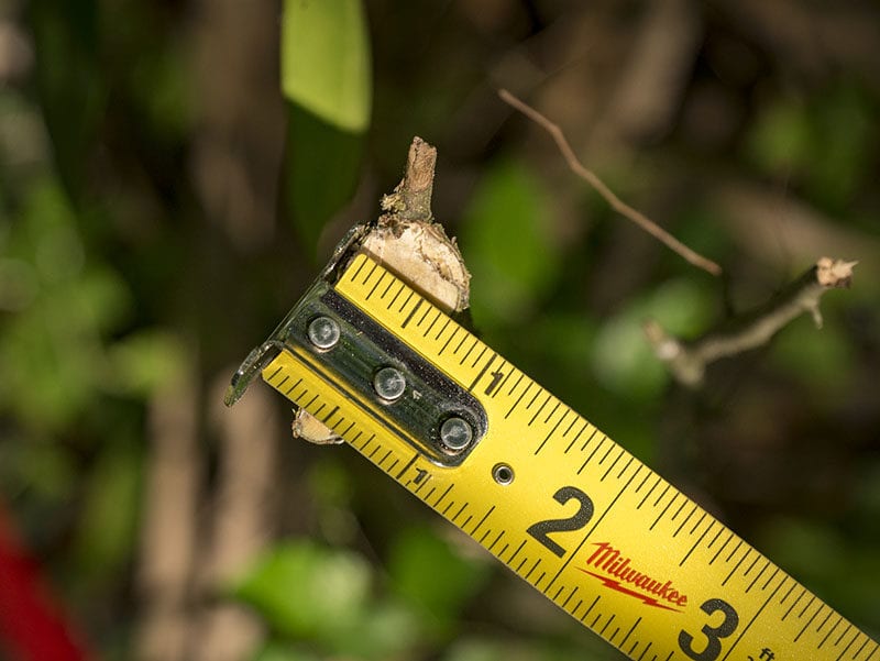 Cutting 3/4-inch branch