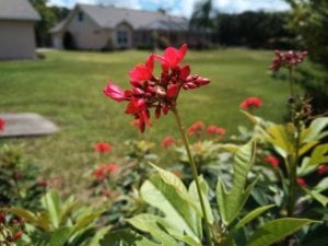 Blackview Samsung camera photo