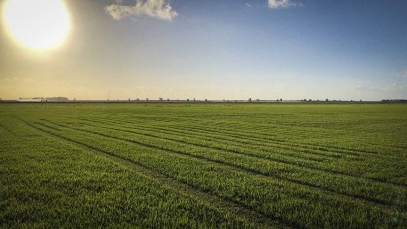 Floratam St Augustine grass Gulf Kist Sod farm