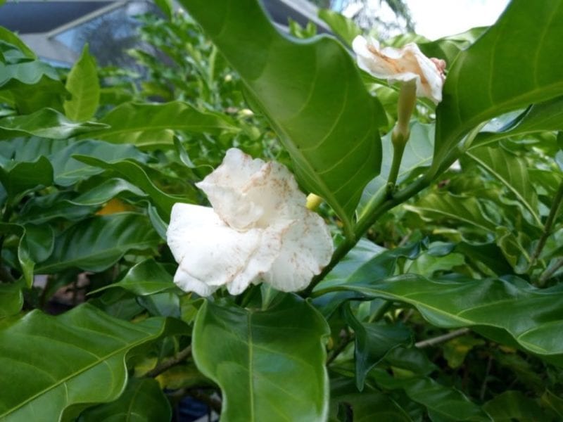 CAT S42 flower photo