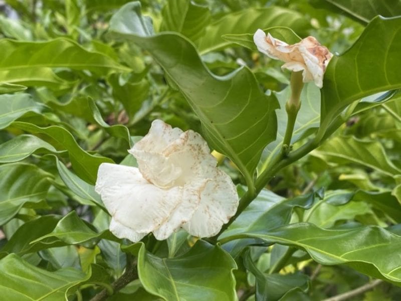 iPhone 11 Pro flower photo