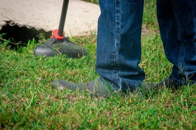 Irish Setter Mudpaw Action