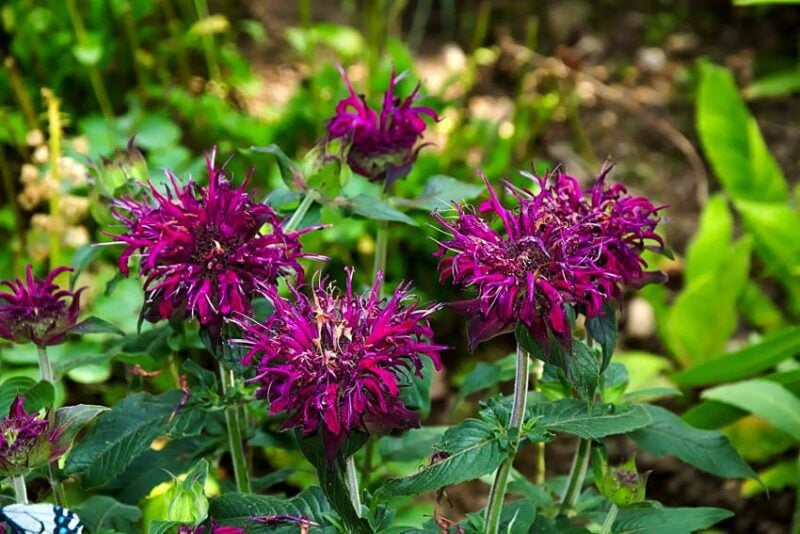 Plants that repel mosquitoes: Monarda