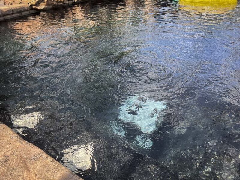 Aiper Seagull Pro vacuuming