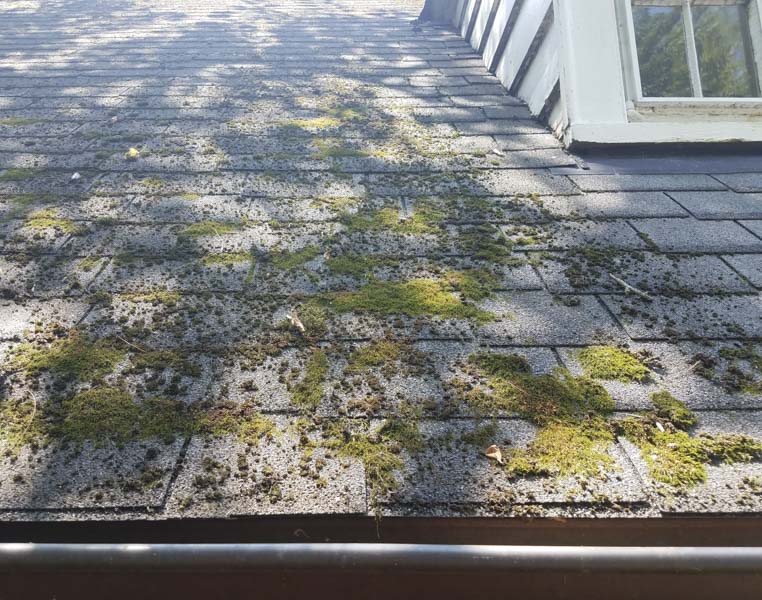 moss and algae growth on shingles