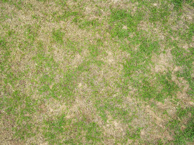 Artificial grass to replace damaged turf