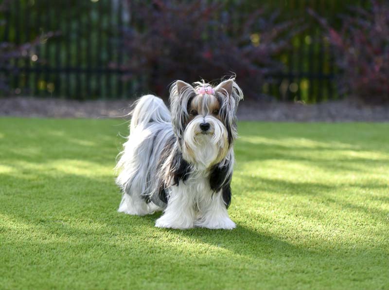 artificial turf for pets