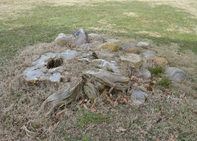 killing ugly tree stumps