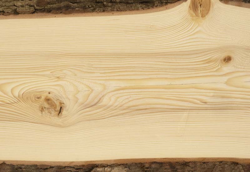 cross-section of fir tree wood