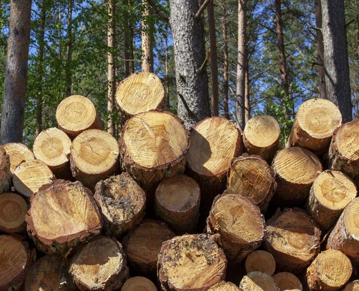 types of softwood
pine