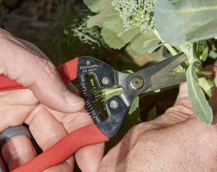 Best Pruning Shears For Gardening
Corona AG 4930 Long Straight Snip