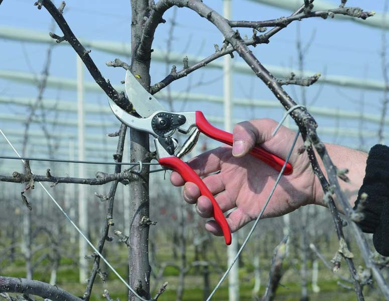 Best Overall Pruning Shears
Felco F2 Classic Hand Pruner 068780